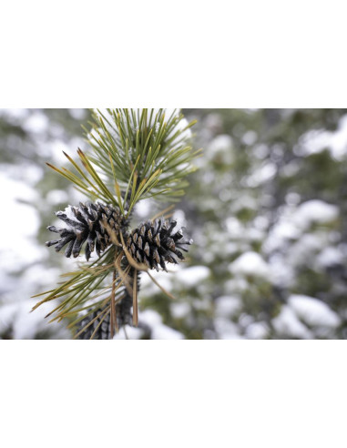 Tamron 16-30mm F/2.8 Di III VXD G2 Sony E