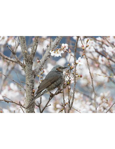 Tamron 18-300mm F/3.5-6.3 Di III-A VC VXD APS-C...