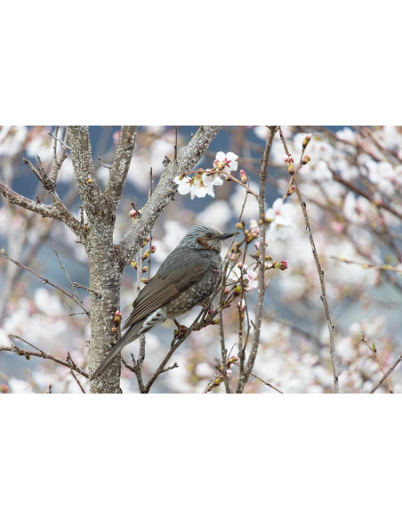 Tamron 18-300mm F/3.5-6.3 Di III-A VC VXD APS-C Canon RF