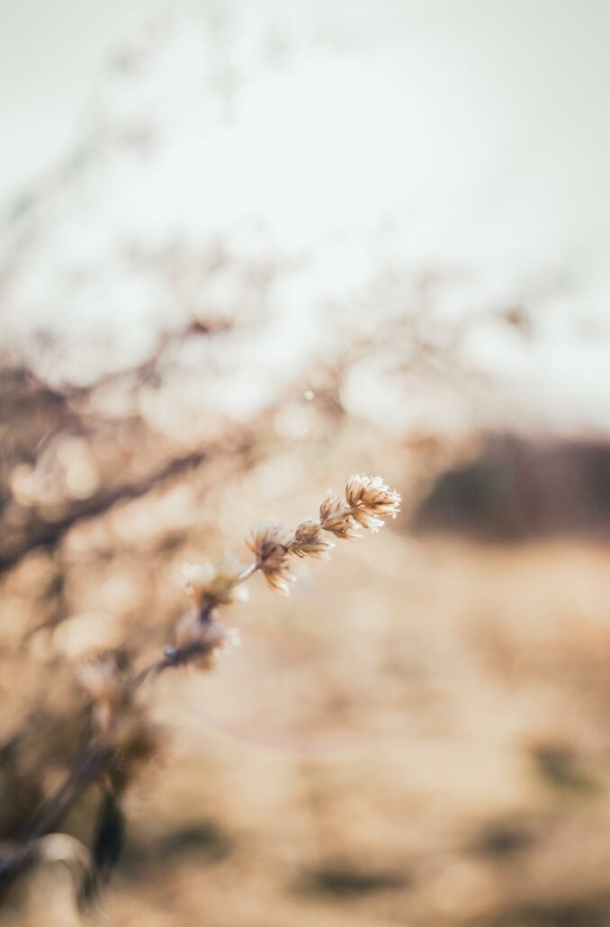 AF 14-24mm F2.8 FE_Sample Image_ⓒVisualsnorth (2)_ptt